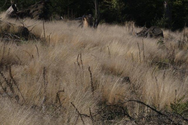 Gras auf Stegskopf - (c) R Pattke.jpg